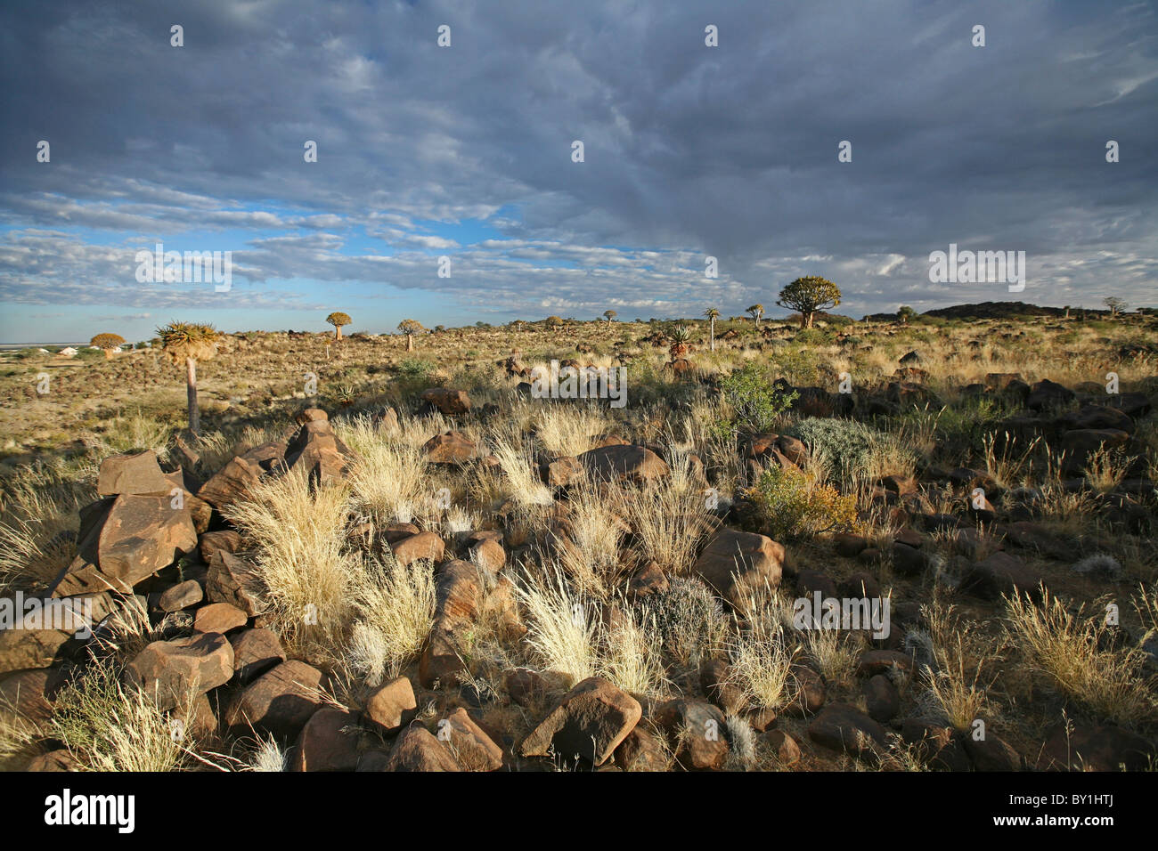 Namibia, Keetmanshoop. Köcher Baum "Wald" im Licht frühen Morgens. Stockfoto