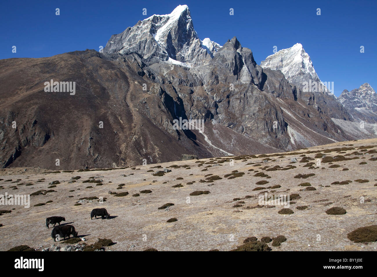Nepal, Everest Region Khumbu-Tal. Yaks grasen auf der Weide über Periche  auf dem Everest Base Camp Trail Stockfotografie - Alamy