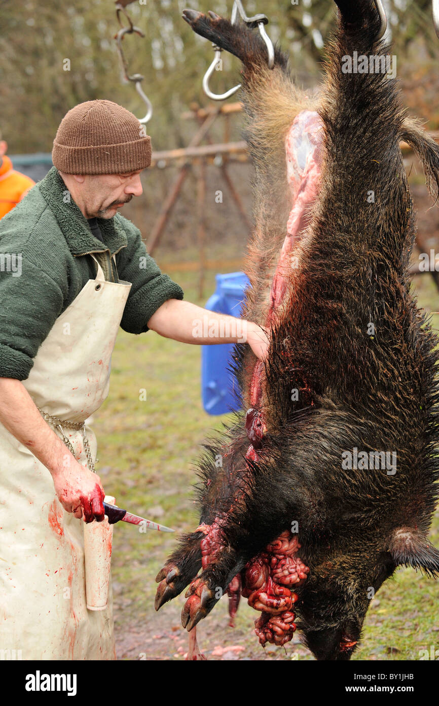 ein wildes Schwein Schlachten Stockfoto