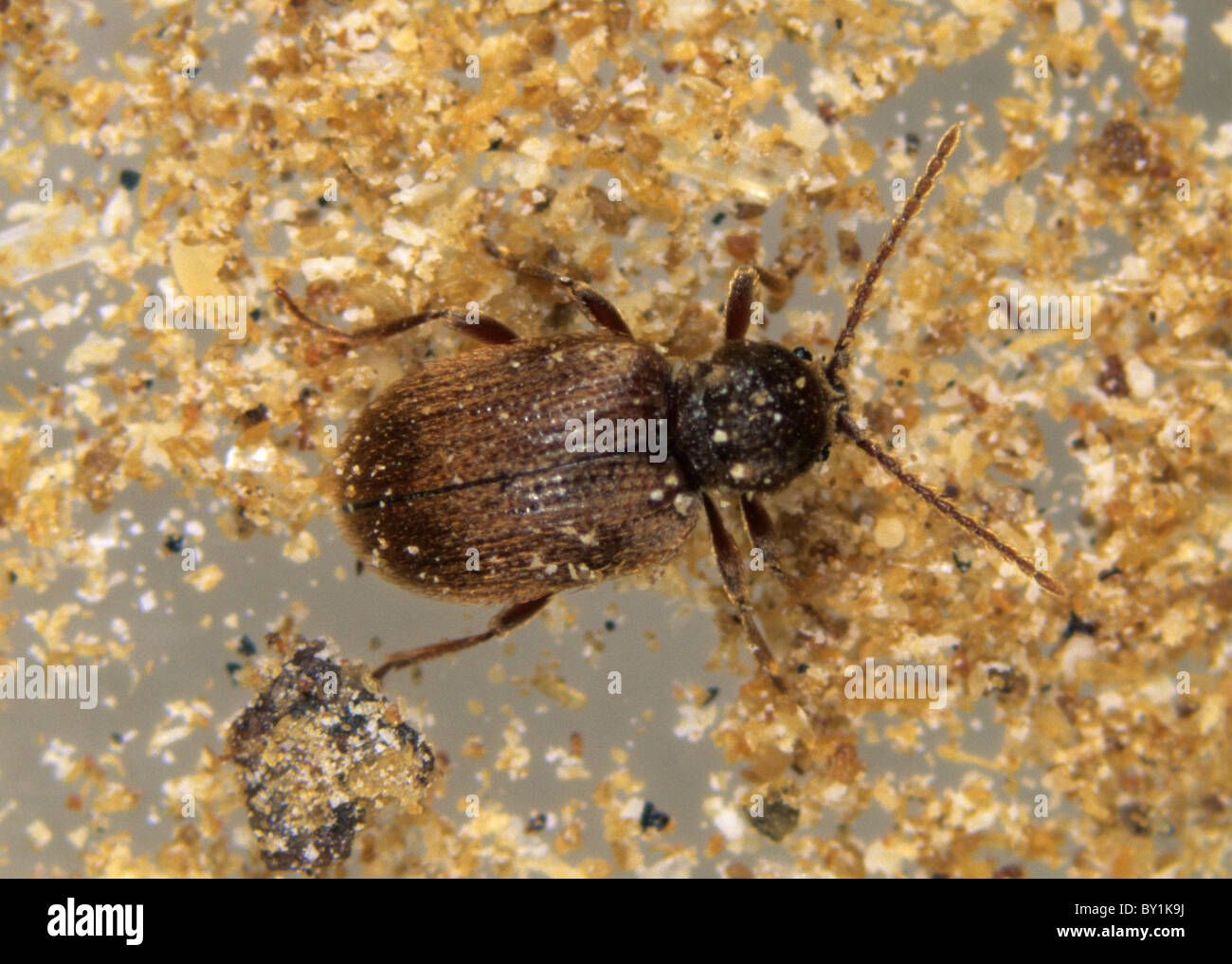 Australische Spinne Käfer (Ptinus Tectus) Erwachsene Stockfoto