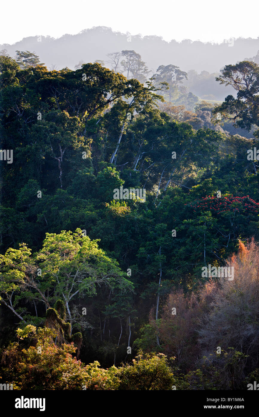 Teil des schönen Waldes im Amani Nature Reserve, ein Naturschutzgebiet von 8, 380ha befindet sich in der östlichen Bogen von der Stockfoto