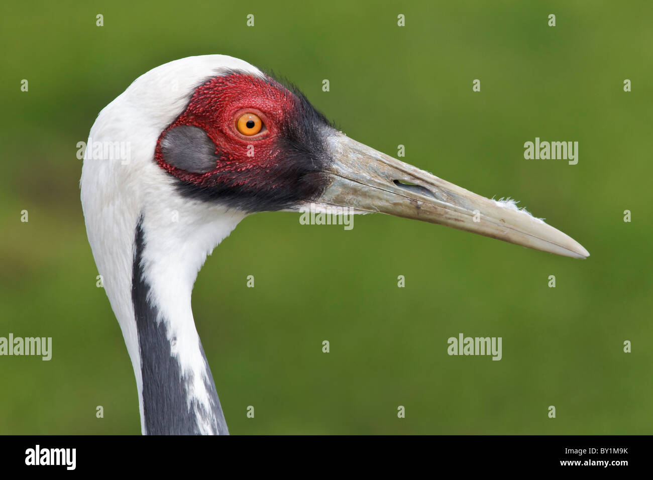 Der seltene und vom Aussterben bedrohte weiße necked Kran - weiße Himalaja-Kranich - Grus Vipio in Gefangenschaft gezüchtet Probe - Gesichts-Studie Stockfoto