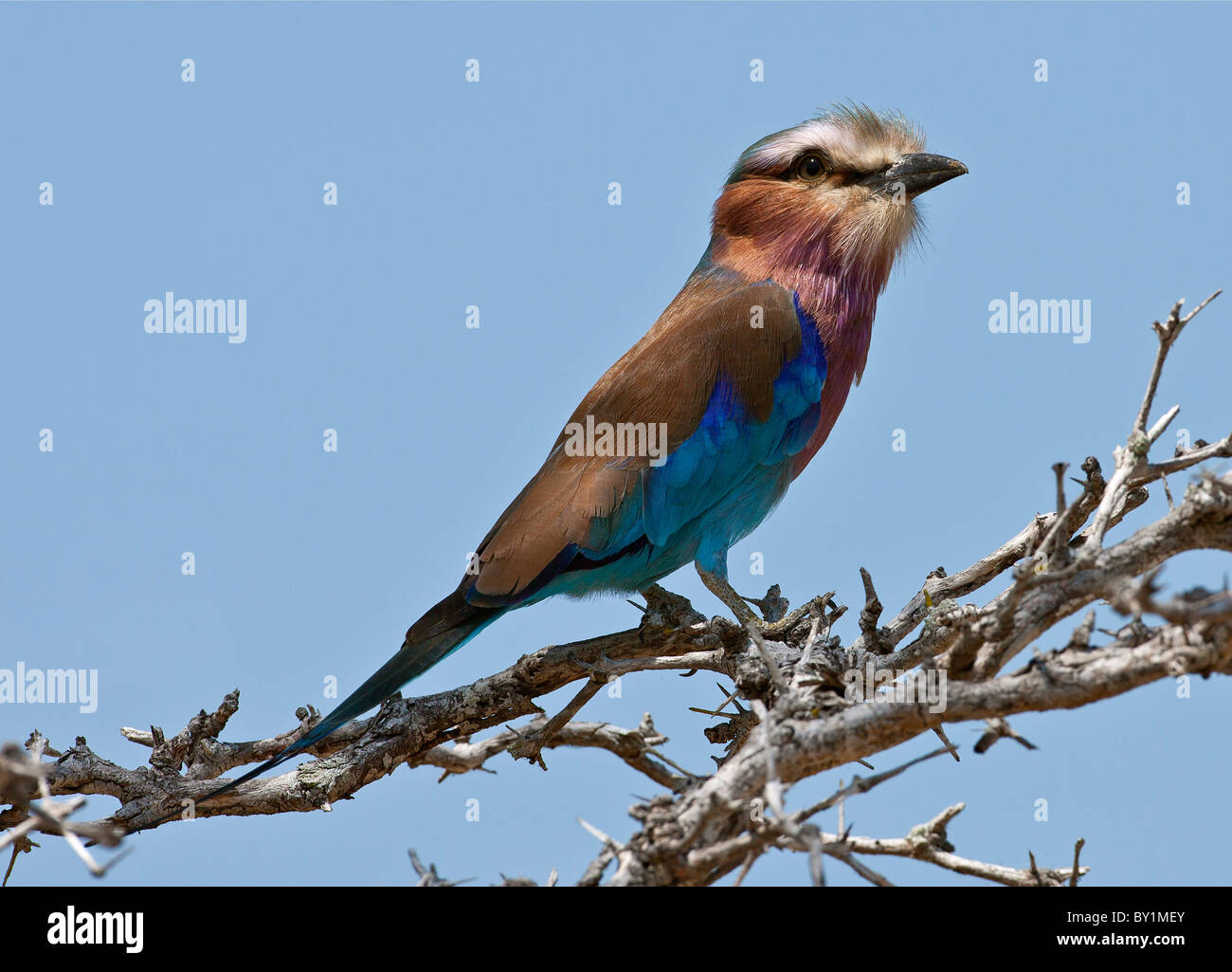 Eine wunderschöne Lilac-breasted Roller im Selous Game Reserve. Stockfoto
