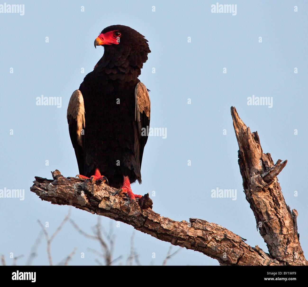 Ein Bateleur Adler im Selous Game Reserve. Stockfoto