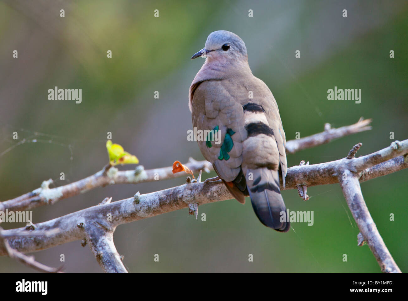 Ein Smaragd-spotted Holz-Taube im Selous Game Reserve. Stockfoto