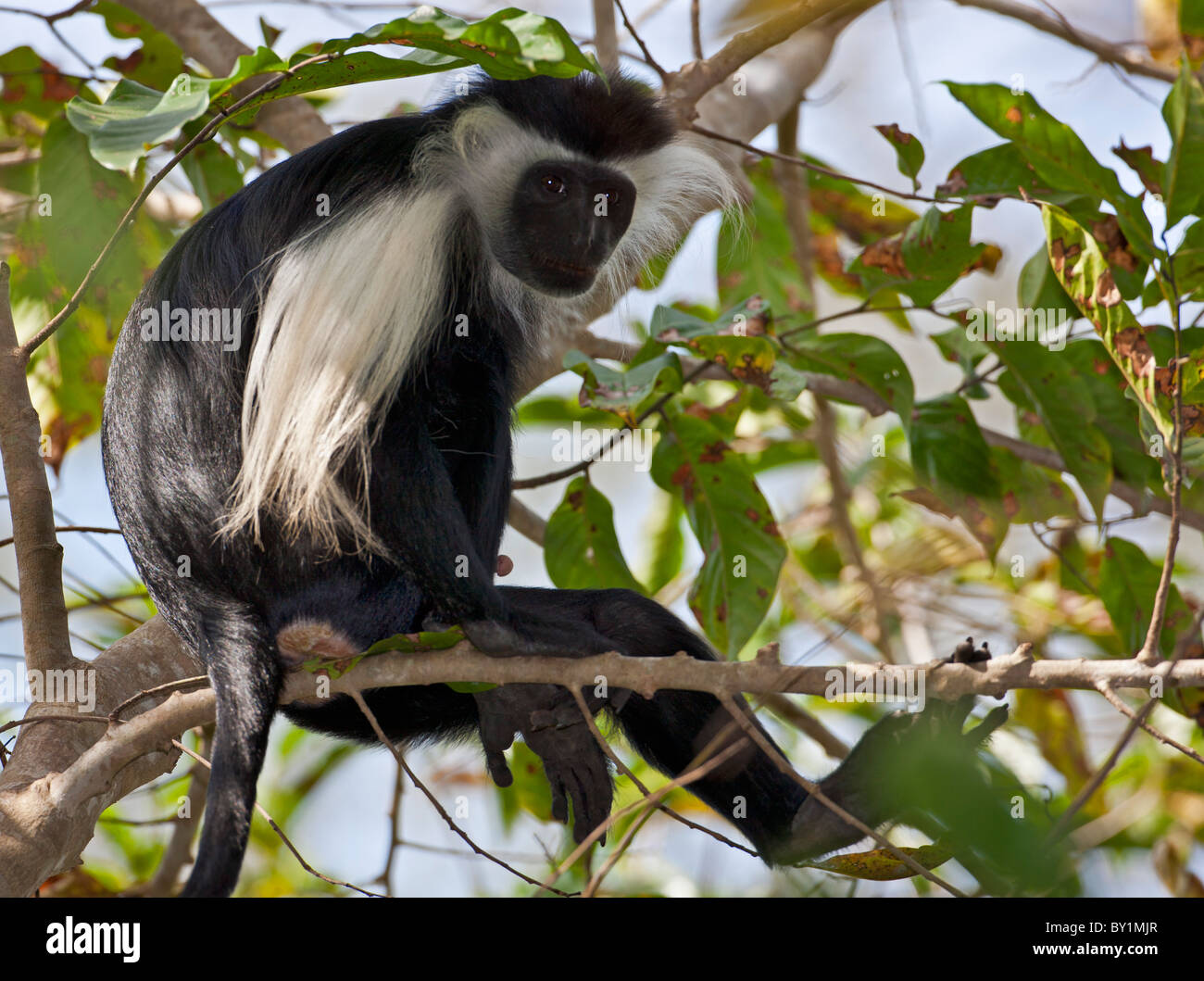 Ein Angola Pied Colobus im Selous Game Reserve. Stockfoto