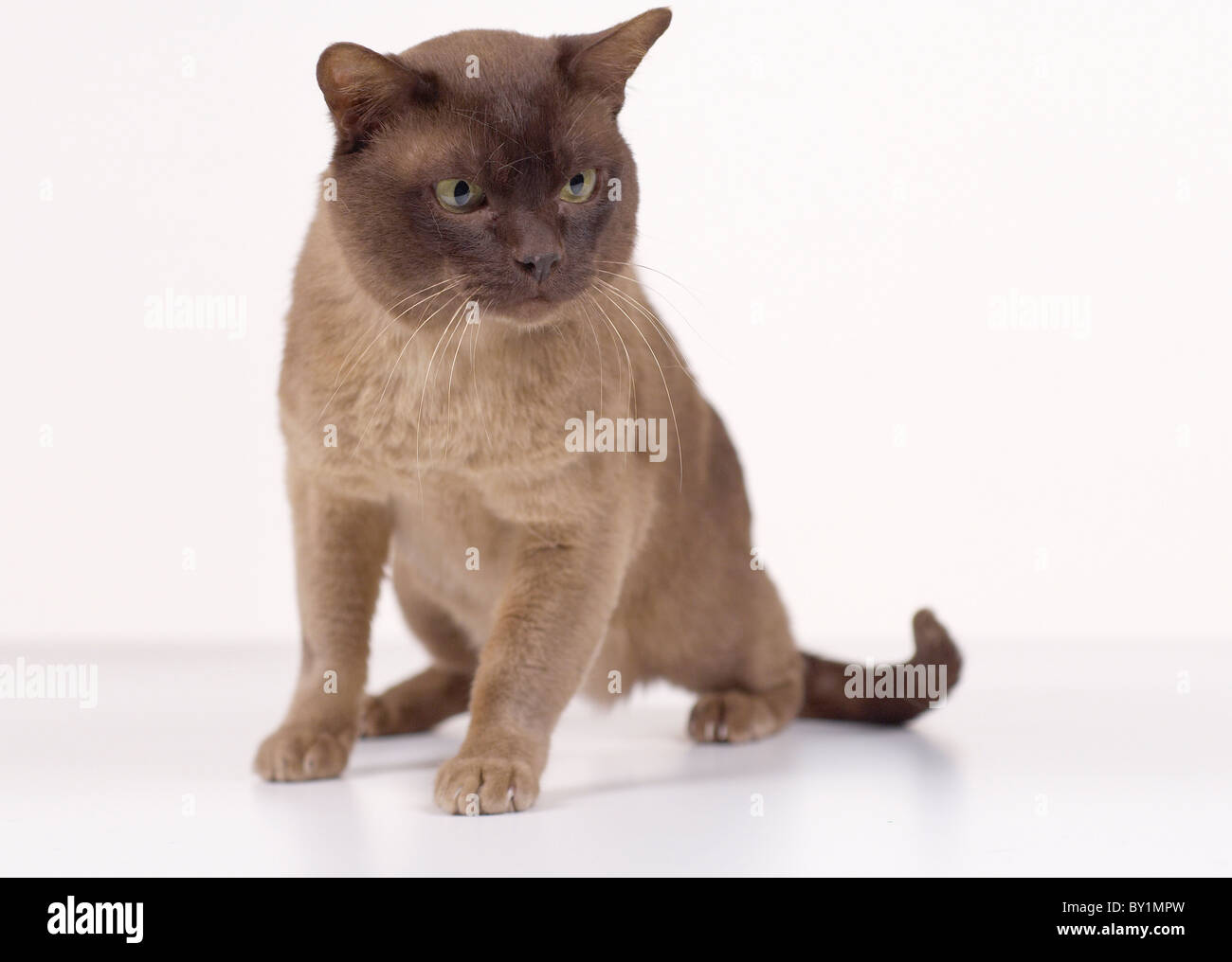 Siamesische Katze sitzt auf einem weißen Hintergrund Stockfoto