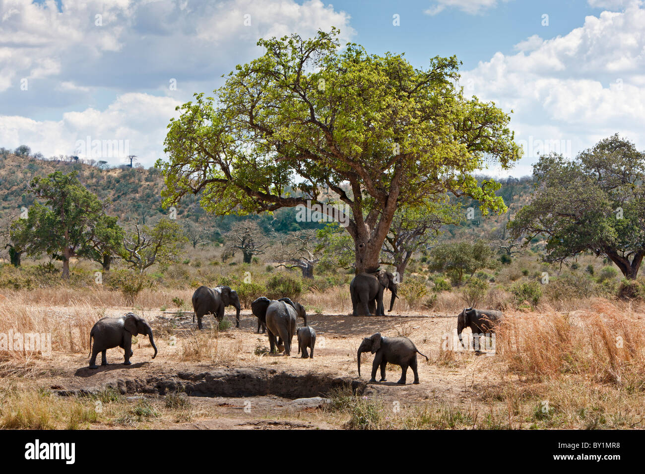 Eine kleine Herde von Elefanten verlässt ein Schlamm wälzen in Ruaha-Nationalpark. Stockfoto