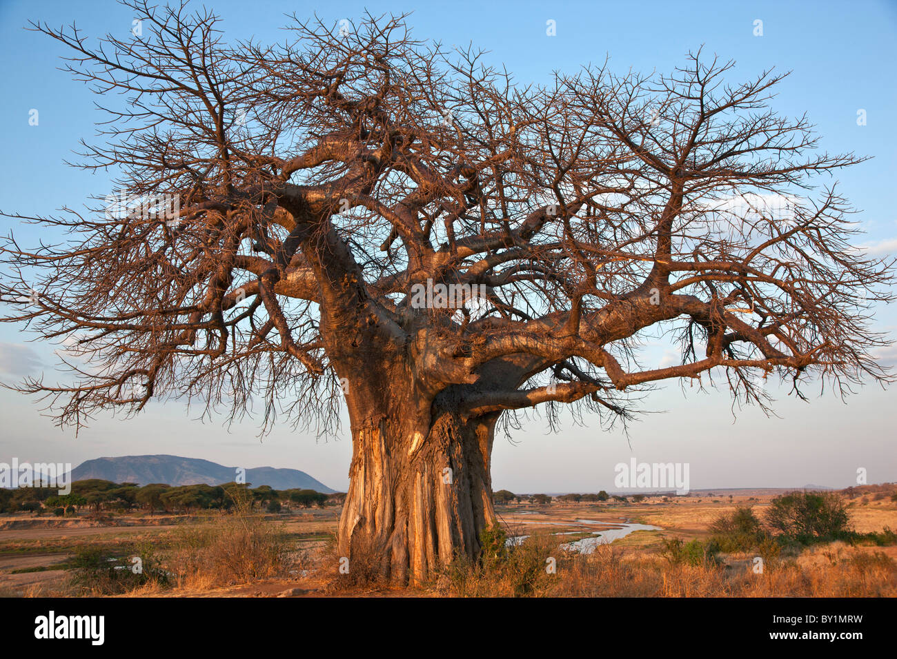 Einen großen Baobab-Baum wächst am Ufer des Great Ruaha River in Ruaha-Nationalpark.  Elefant Schäden an der Rinde von seiner Stockfoto