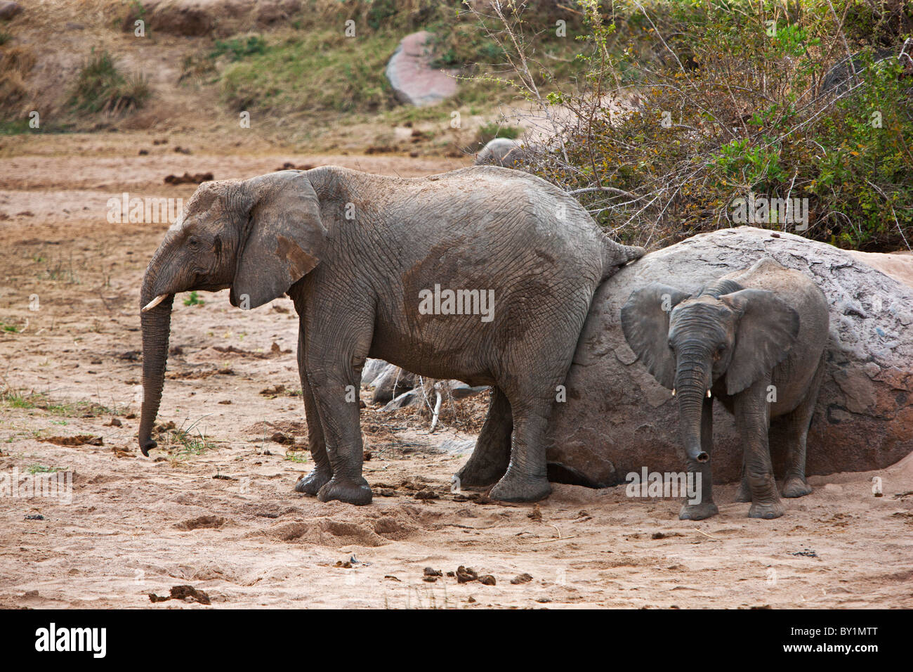 Elefanten reiben sich auf einem großen Felsbrocken in Ruaha-Nationalpark. Stockfoto