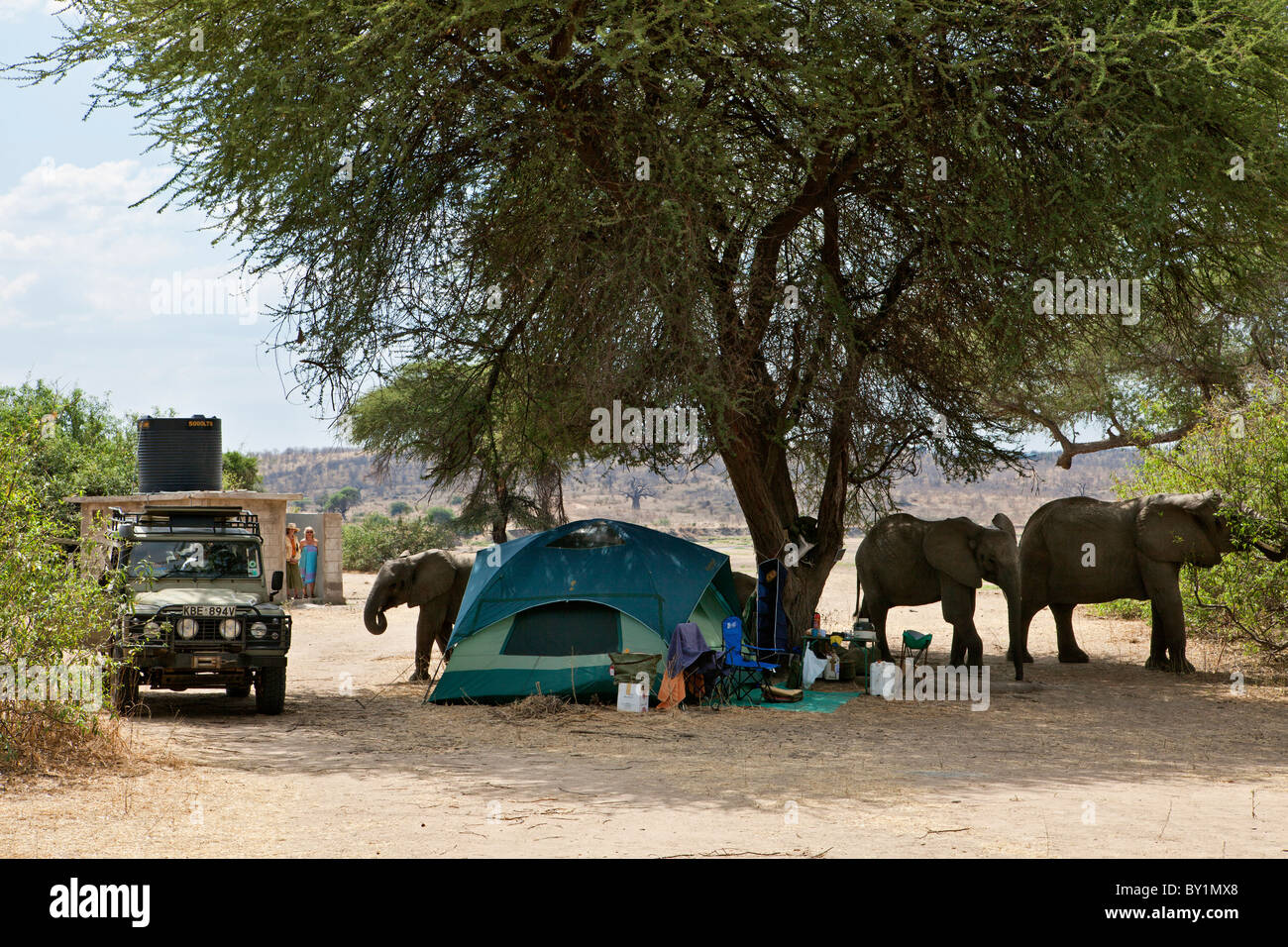 Elefanten besuchen Sie einen Campingplatz in Ruaha Nationalpark, nähert sich zu nahe für Komfort! Stockfoto