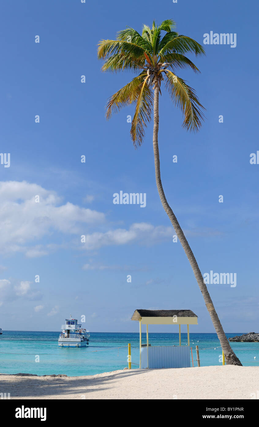 Palme auf einem tropischen Strand in der Karibik. Stockfoto