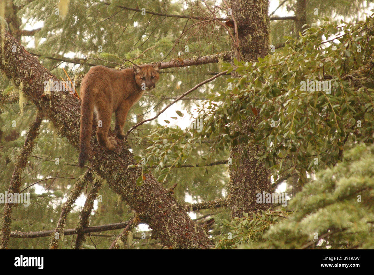 Ein Berglöwe Kätzchen auf einem schrägen Baumstamm. Stockfoto