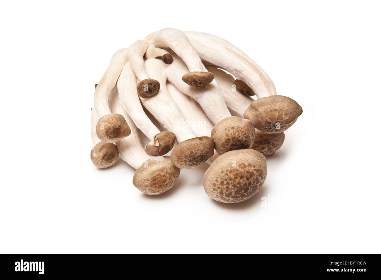 Hon Shimeji chinesischen Pilzen isoliert auf einem weißen Studio-Hintergrund. Stockfoto