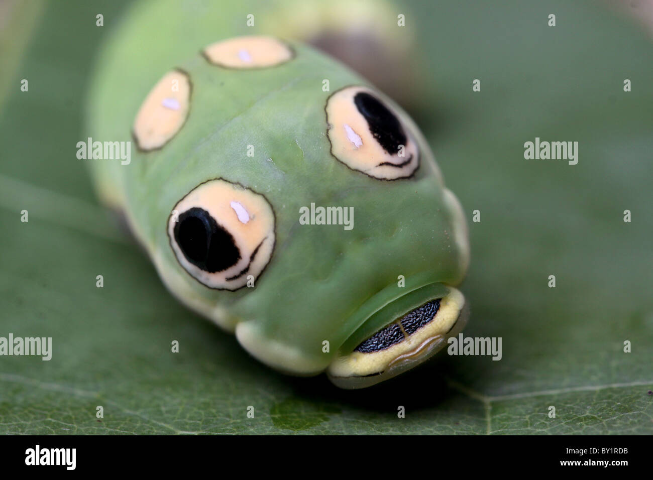 Spicebush Schwalbenschwanz Raupe Schlange mimischen gefälschte Auge Flecken Stockfoto
