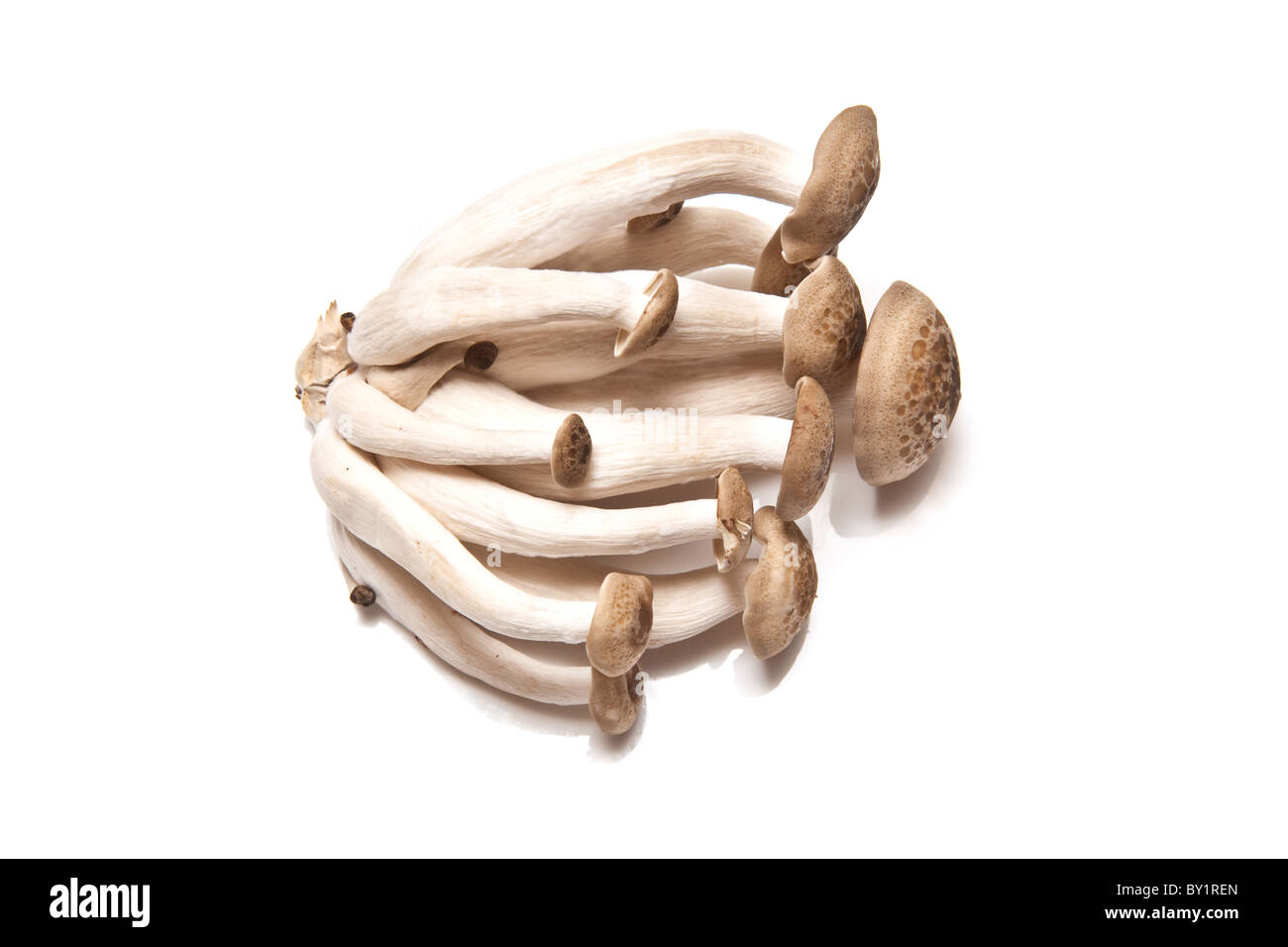 Hon Shimeji chinesischen Pilzen isoliert auf einem weißen Studio-Hintergrund. Stockfoto