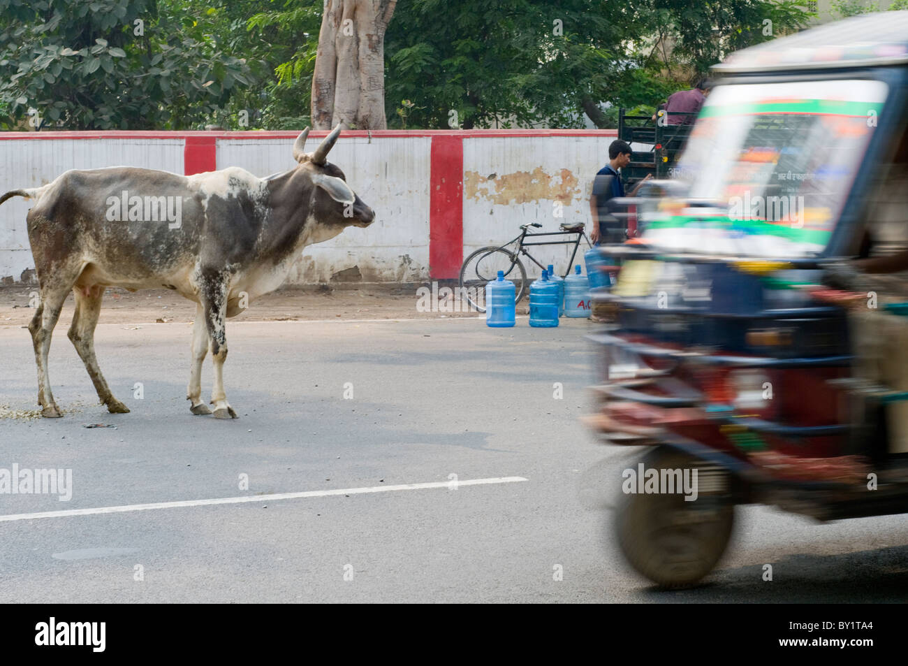 Eine Kuh zu Fuß unter Verkehr auf den Straßen von Agra in Indien Stockfoto
