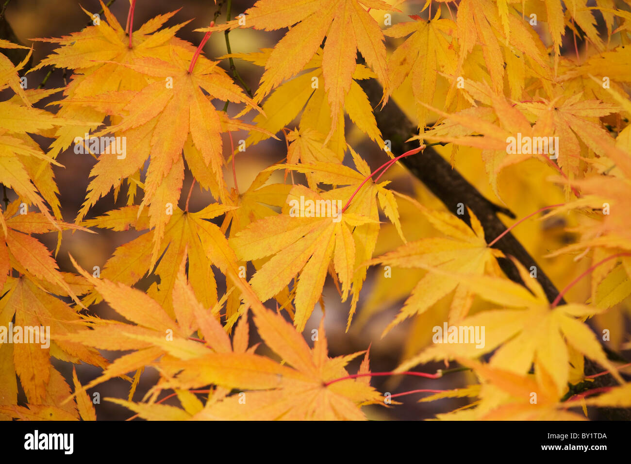 Herbstlaub, Westonbirt Arboretum, Gloucestershire, England Stockfoto