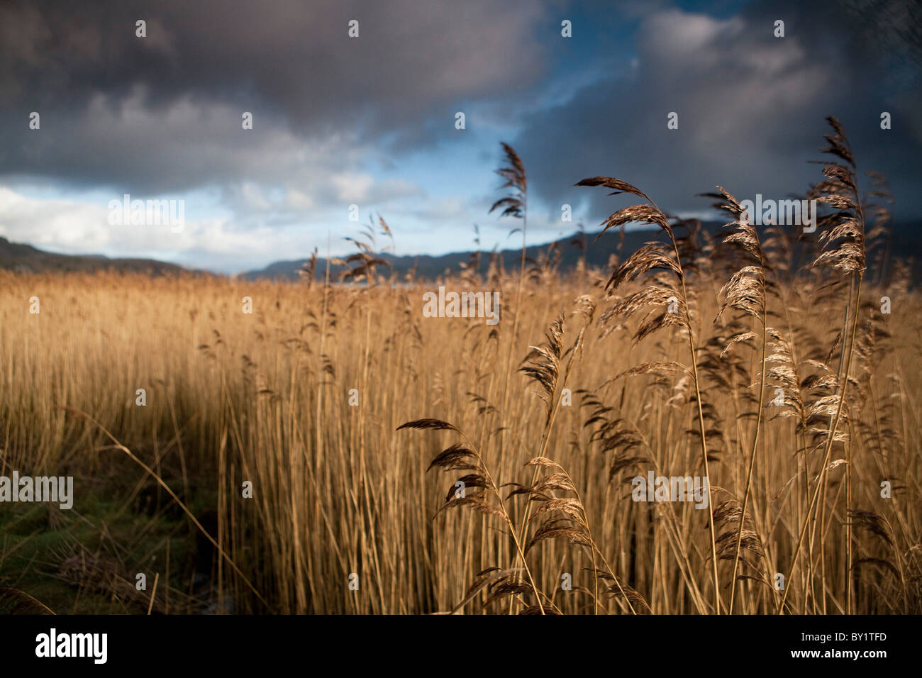 Schilf an der Mündung der Mawddach, Wales Stockfoto