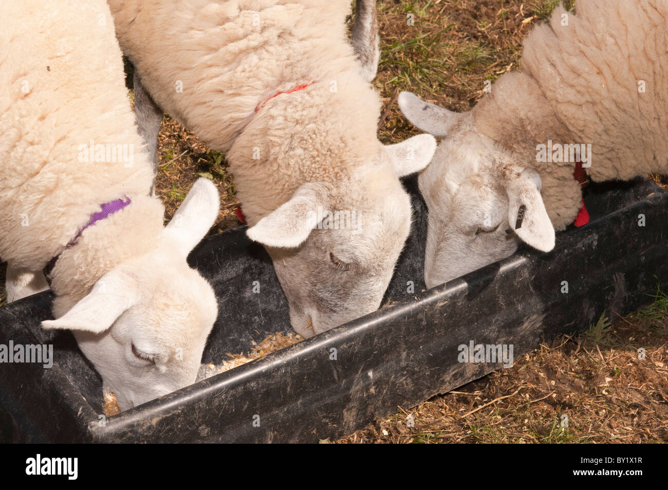 Drei Schafe füttern von einem Trog im Vereinigten Königreich Stockfoto