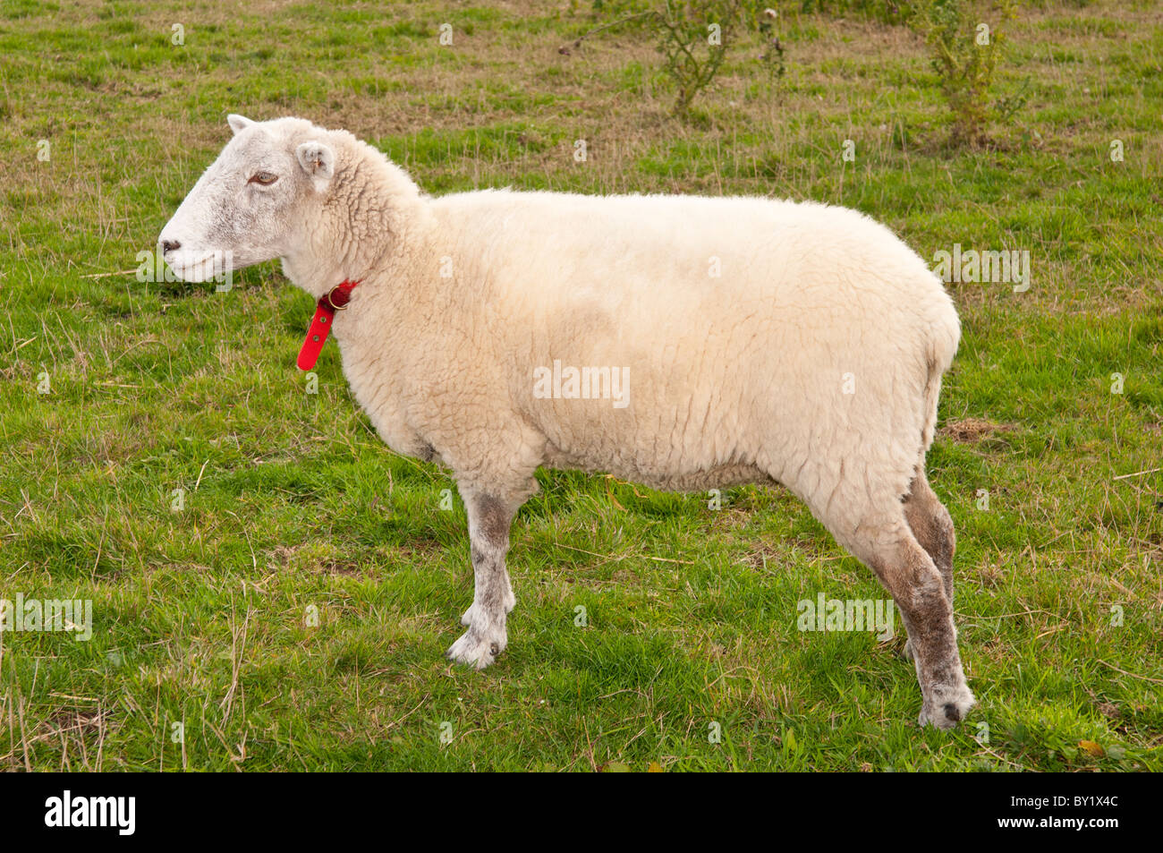 Ein Schaf trägt ein rotes Halsband im Vereinigten Königreich Stockfoto