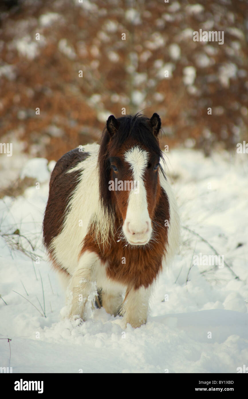 Dartmoor pony in winter snow Fotos und Bildmaterial in hoher