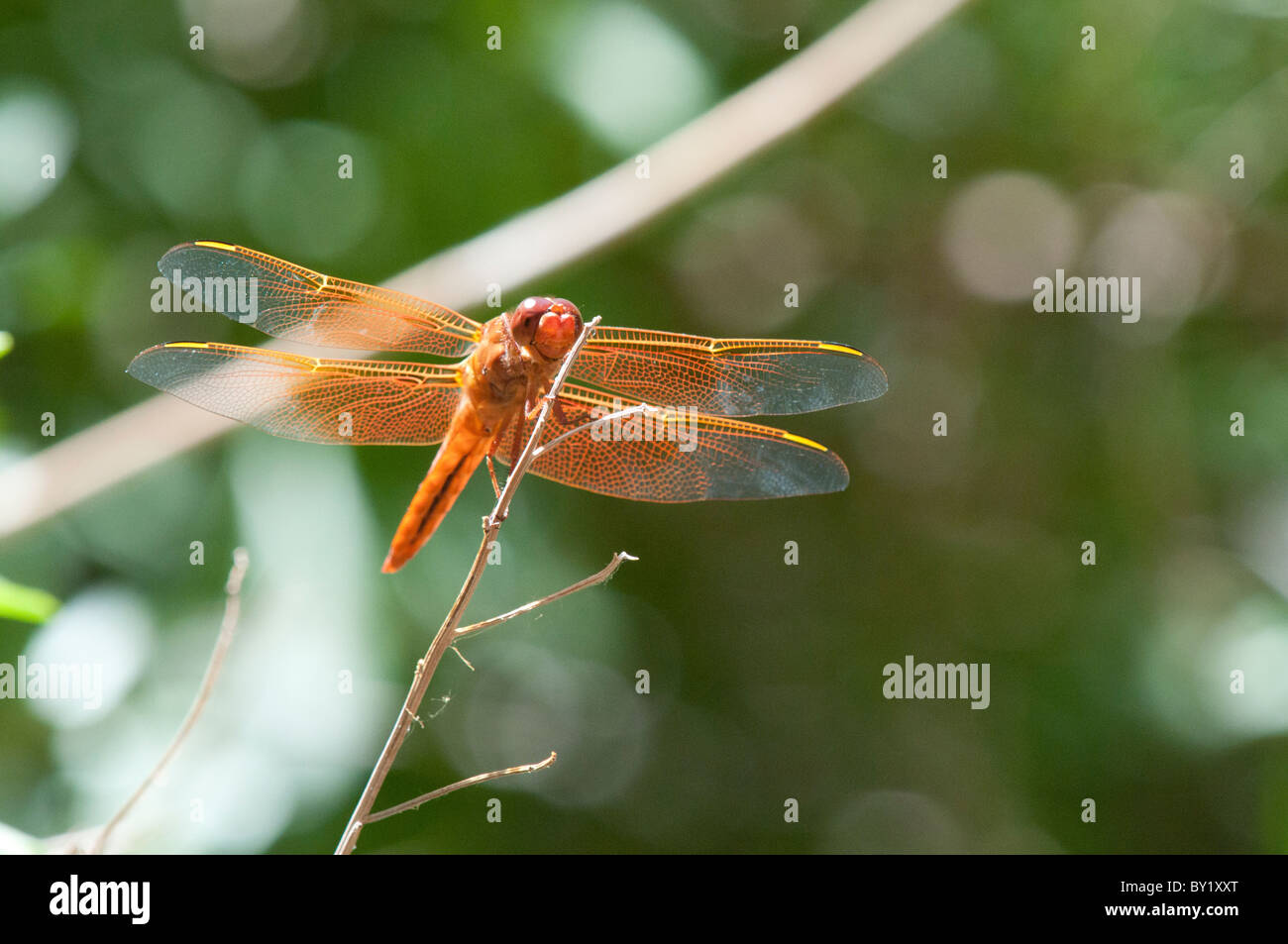 Eine orange Libelle, die Flamme Skimmer, wissenschaftlicher Name libellula saturata, ruht auf einem Zweig. Stockfoto