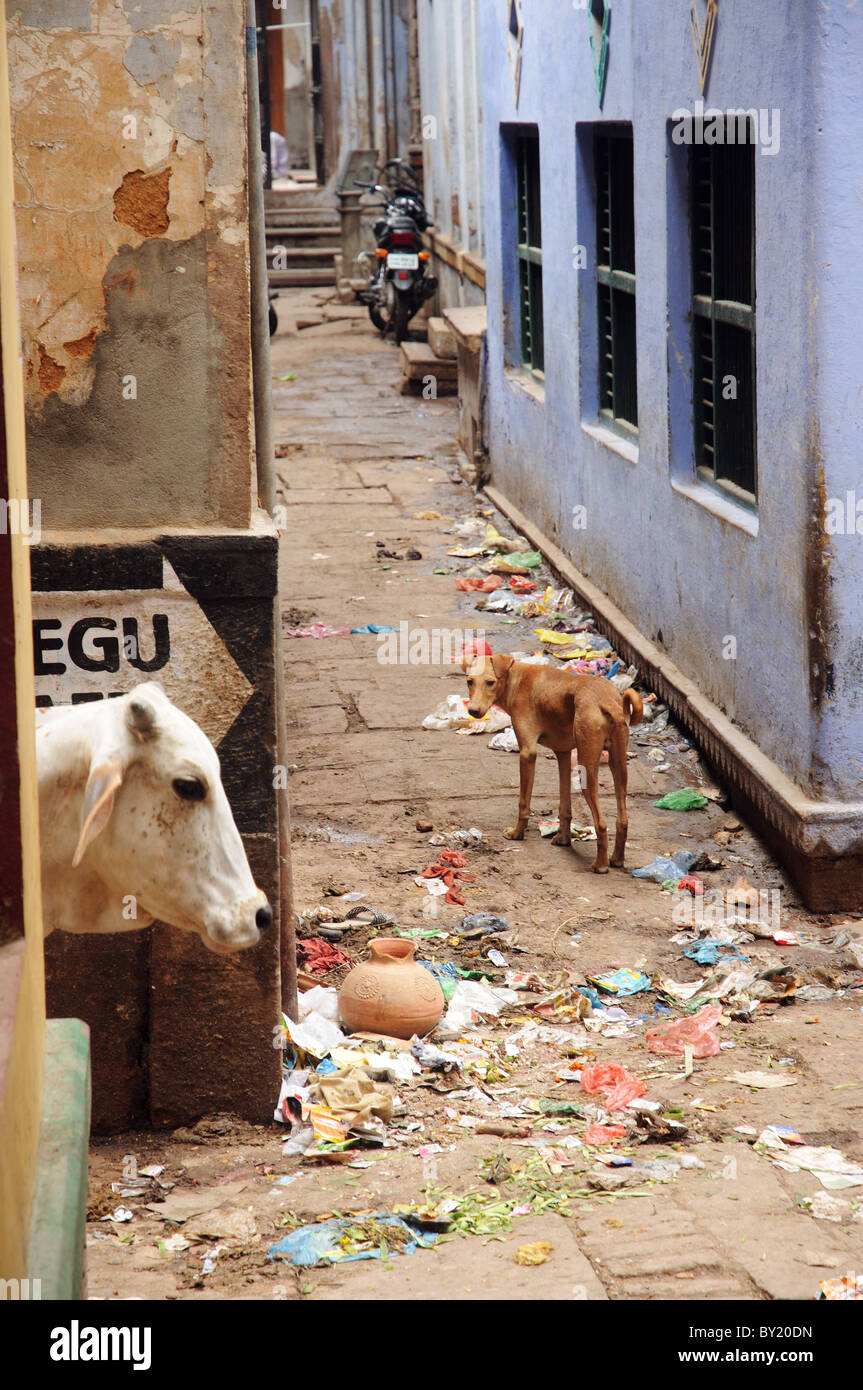 Eine Angst Kuh in einer schmutzigen Gasse in Varanasi in Indien Stockfoto