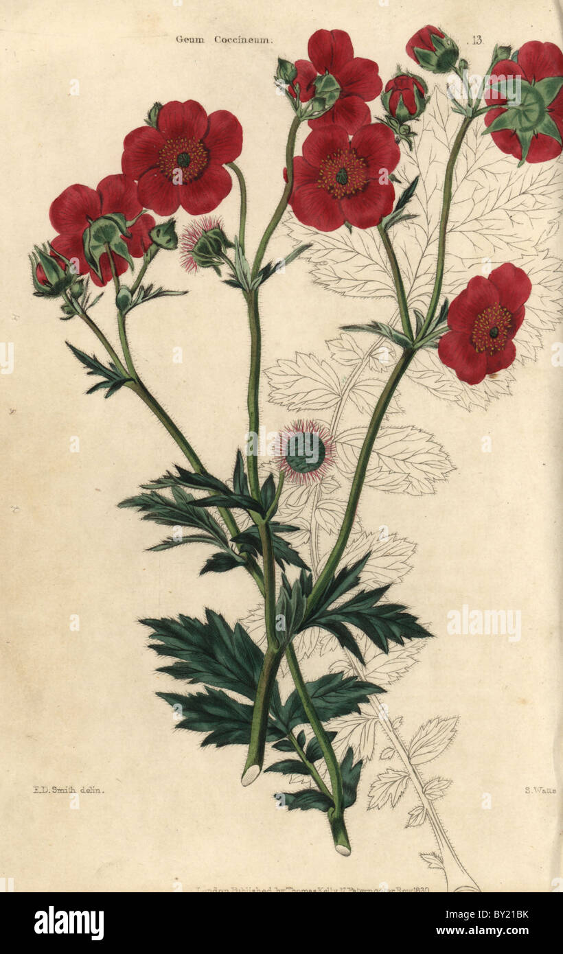 Scharlachrot blühende Avens, Geum Coccineum. Stockfoto