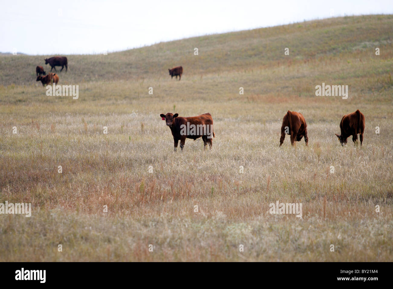 Rinder grasen auf Trockenrasen in der Nebraska Sandhills Region. Stockfoto