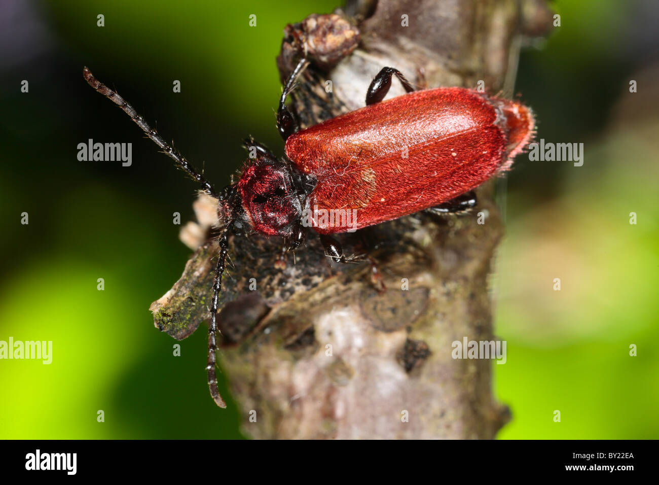 Welsh Eiche Longhorn Beetle (Pyrrhidium Sanguineum). Eine Red Data Book Art. Powys, Wales. Stockfoto