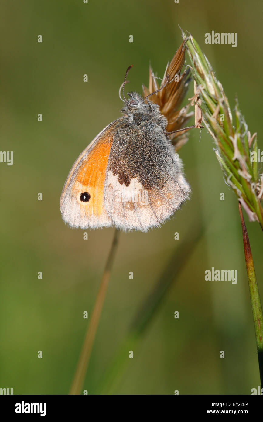 Kleine Heide Schmetterling (Coenonympha Pamphilus). Powys, Wales. Stockfoto