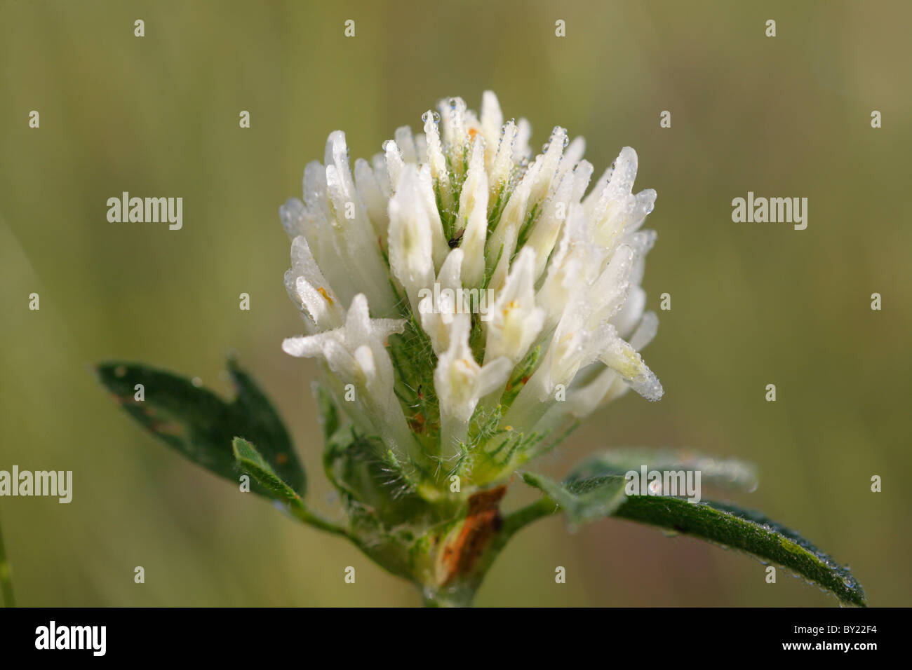 Flowerhead Rotklee (Trifolium Pratense) eine weiß blühende Form. Powys, Wales. Stockfoto