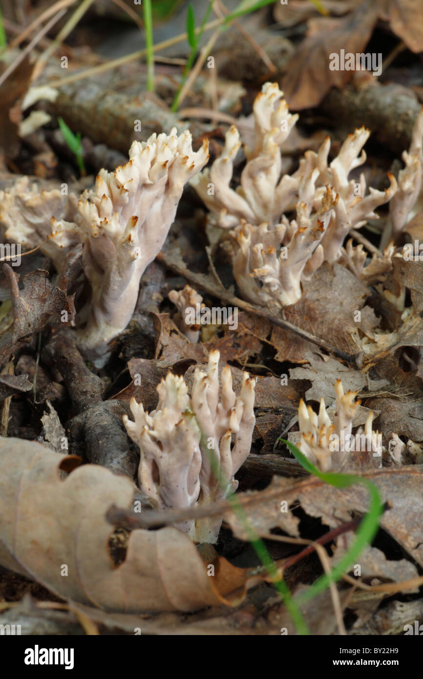 Coral-Pilze (Clavulinopsis SP.) in Eichenwälder. Powys, Wales. Stockfoto