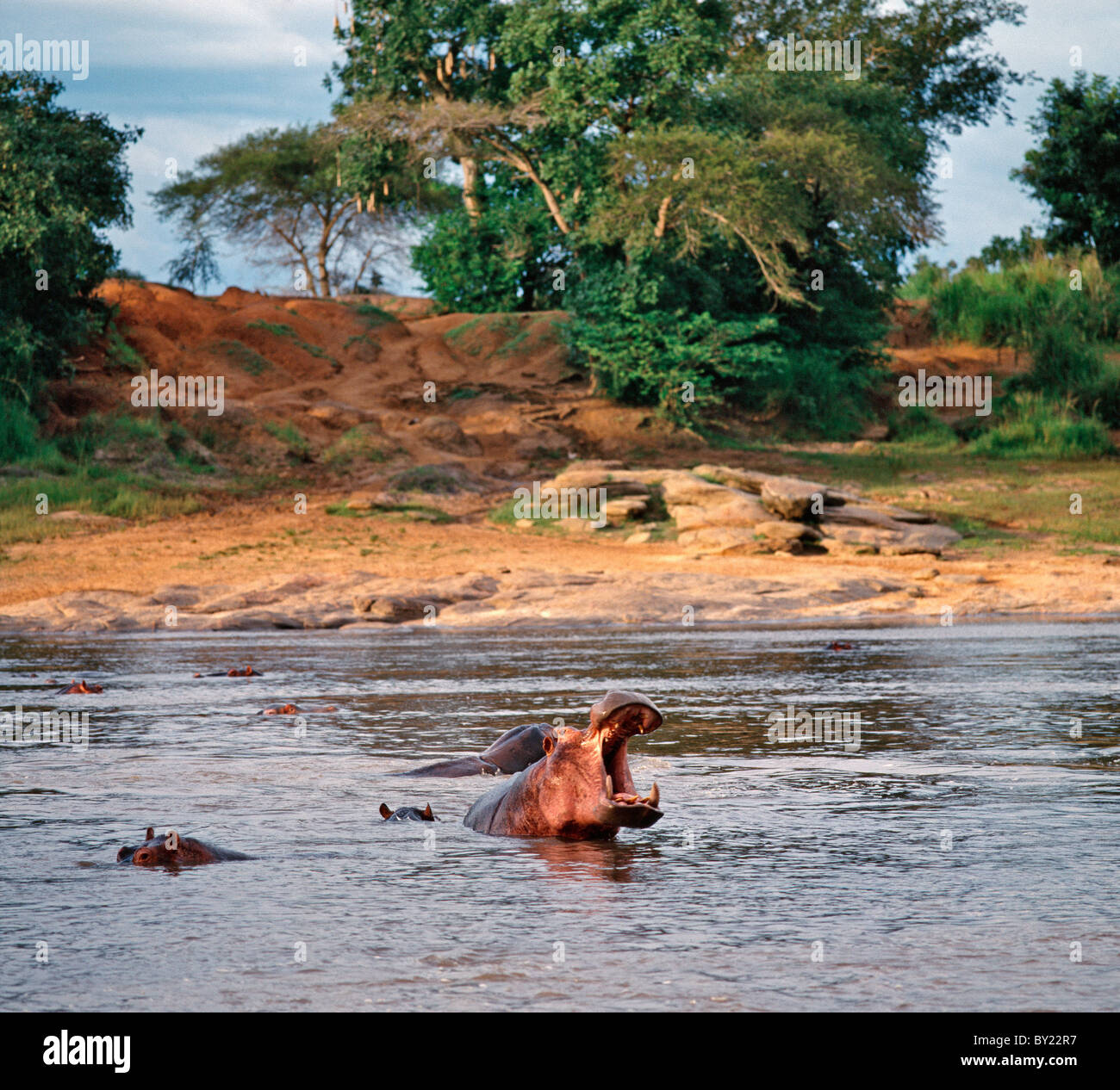 Nilpferde suhlen im Garamba-Fluss in der späten Nachmittag Sonne. Stockfoto
