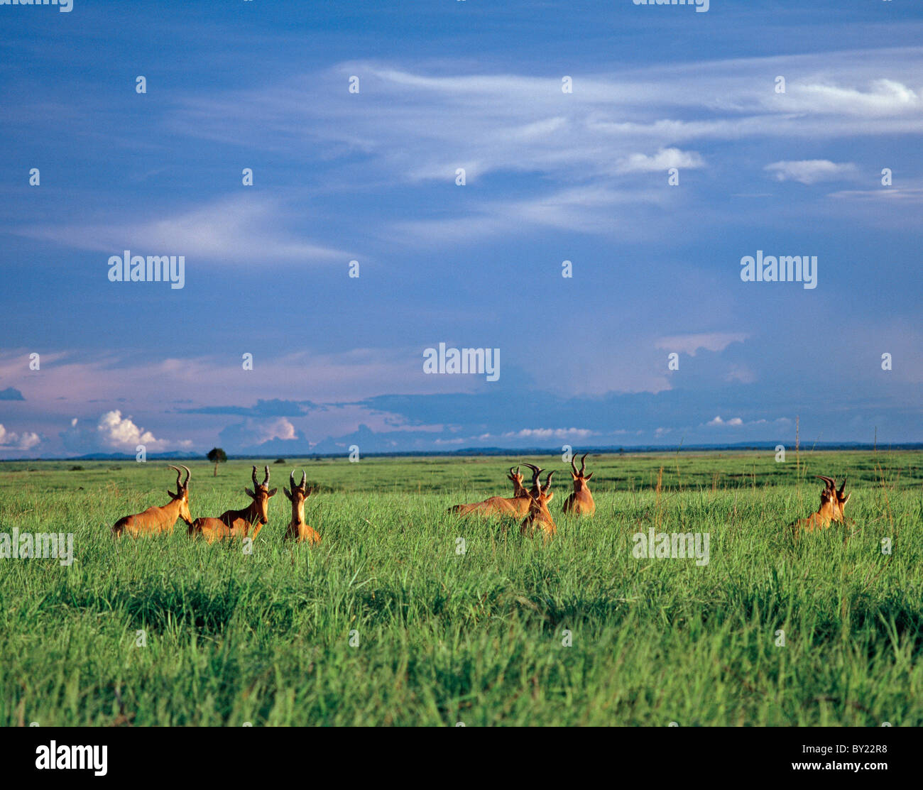 Eine Herde von Lelwels Kongoni oder Kuhantilopen, in den üppigen Wiesen der Garamba-Nationalpark im nördlichen Kongo. Stockfoto
