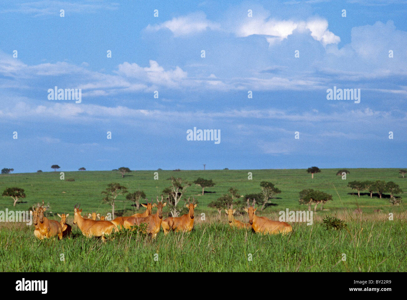 Eine Herde von Lelwels Kongoni oder Kuhantilopen, in den üppigen Wiesen der Garamba-Nationalpark im nördlichen Kongo. Stockfoto