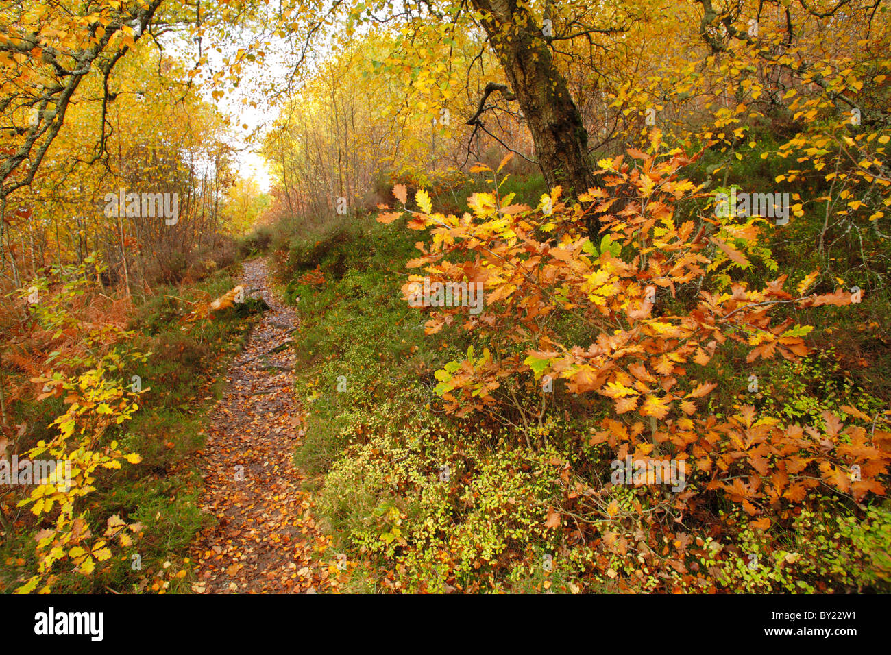 Weg durch Birken- und Eichenwälder im Herbst. Powys, Wales. Stockfoto