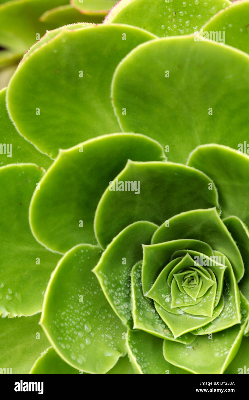 England, Isles of Scilly Tresco, Klostergarten. Detail der Rosette lässt eine Vielzahl von Aeonium. Stockfoto