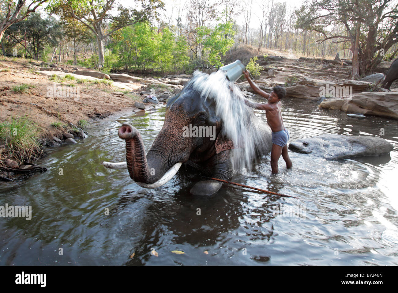 Indien, Madhya Pradesh, Satpura Nationalpark. Ein Elefant, eine Wäsche aus seinen Betreuer zu genießen. Stockfoto