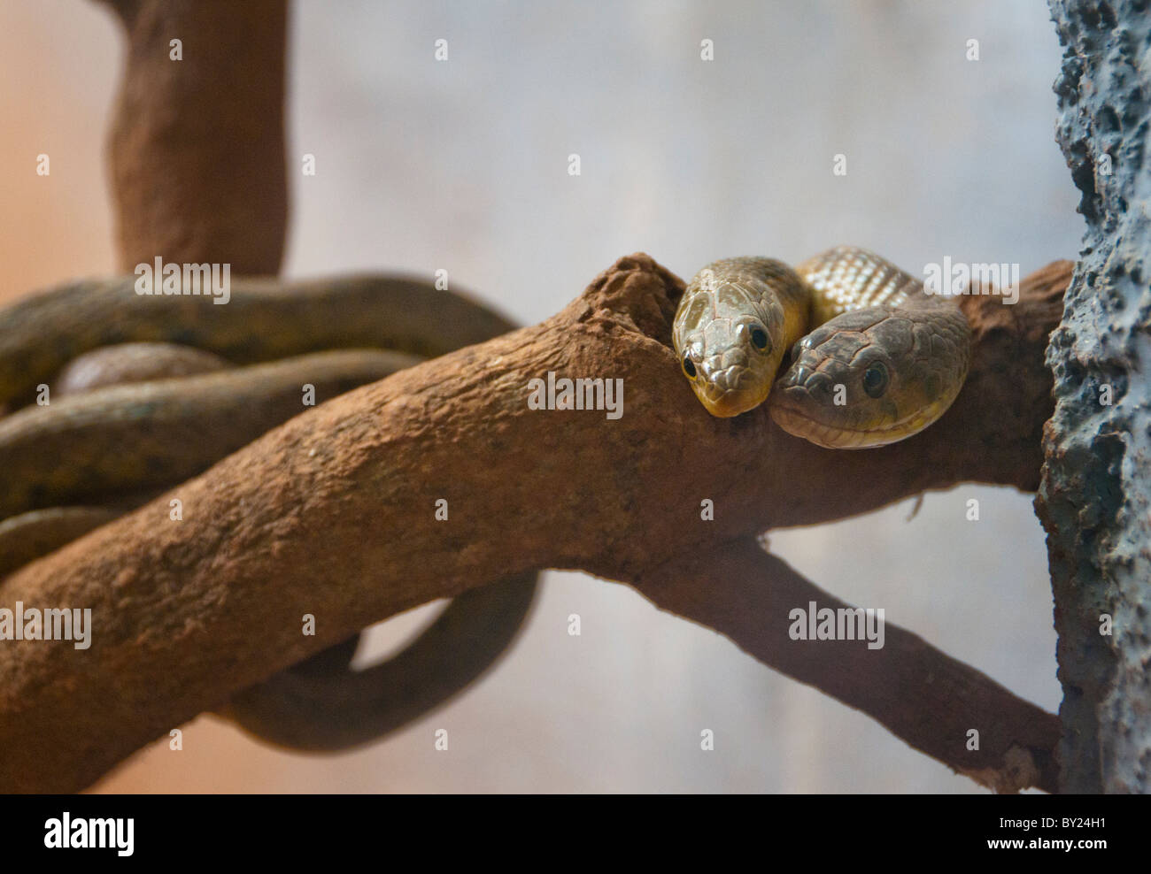 Buff gestreiften Kiel zurück Schlangen im Zoo Sri Chamarajendra in Indien Stockfoto