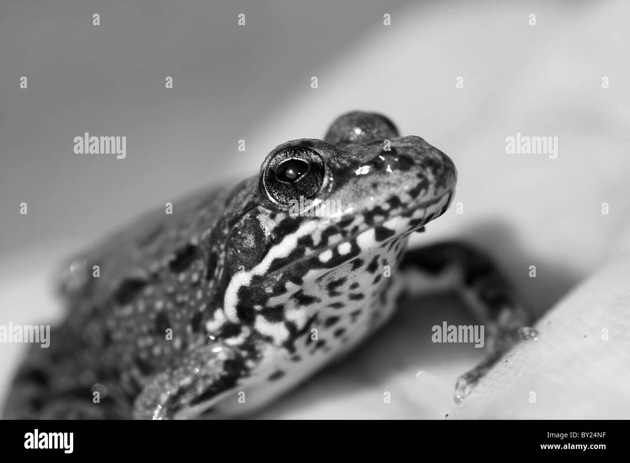 Nahaufnahme eines gemeinsamen europäischen Frosches. Stockfoto