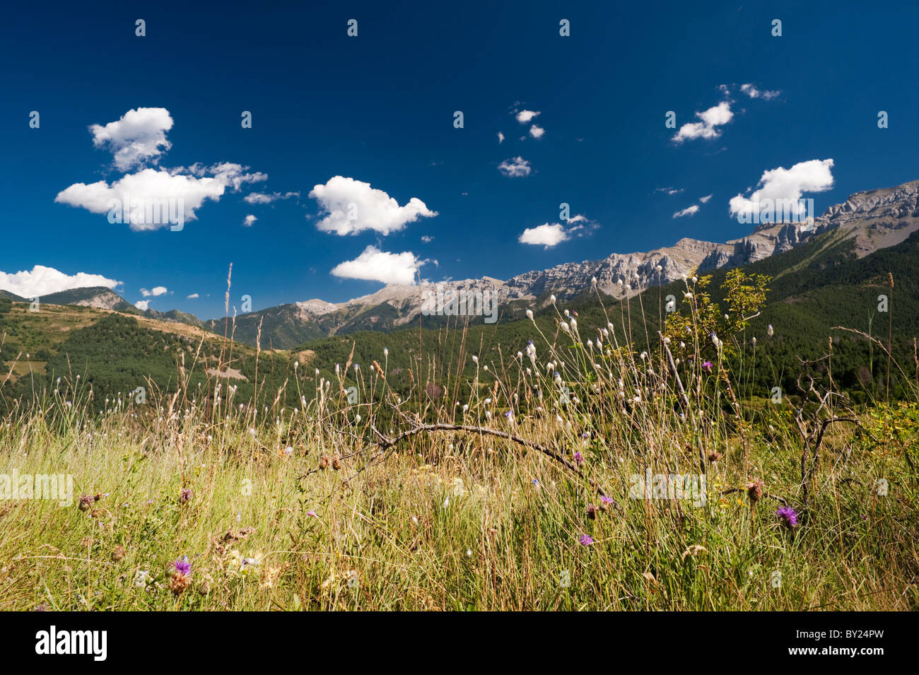 Wildblumenwiese mit Sierra Cadí-Bergkette im Hintergrund, in der Nähe des Dorfes El Querforadat, Cataloñia, Spanien Stockfoto