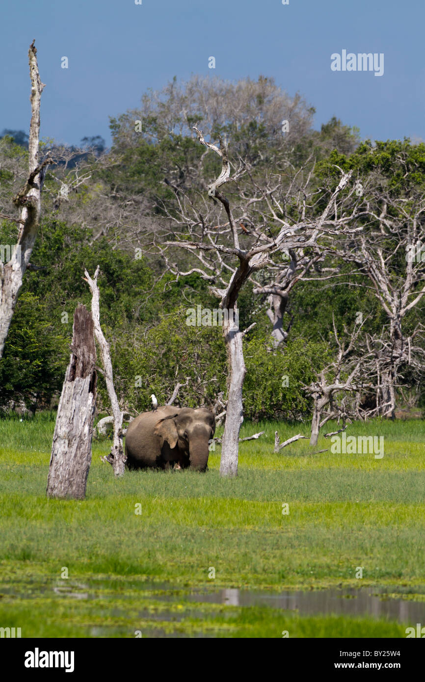 Elefanten am Buttawa Wewa See in Yala NP, Sri Lanka während der Regenzeit. Stockfoto