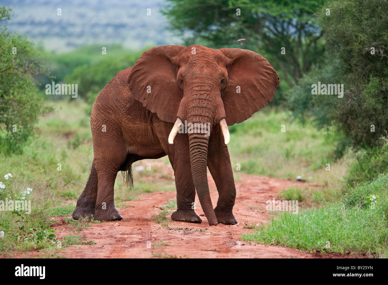 Ein Elefant bedeckt in roter Staub Blöcke eine Spur in Kenia s Tsavo West Nationalpark. Stockfoto