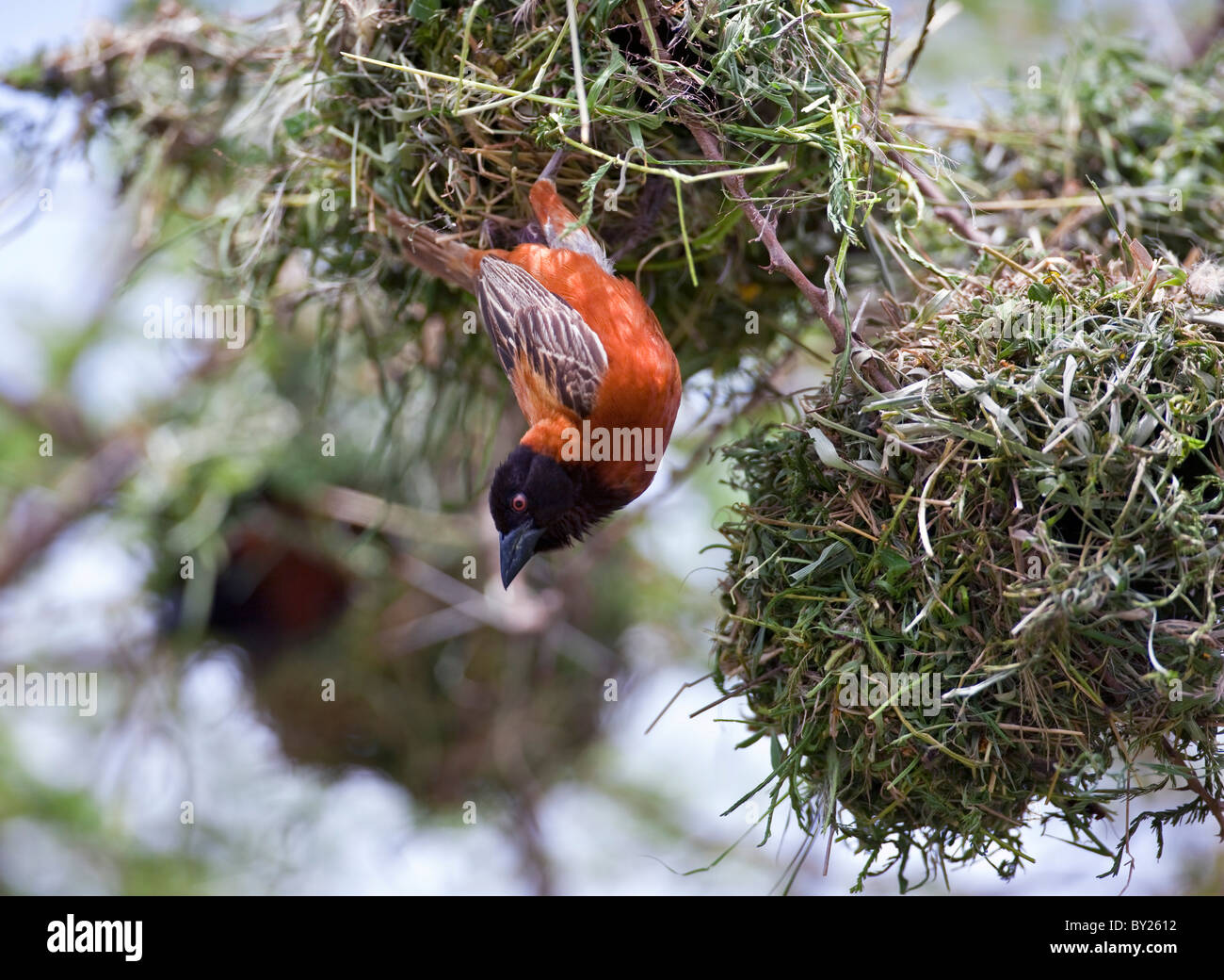 Eine männliche Chesnut Weaver Pausen während der Nestbau in einer Akazie auf den Ebenen des Tsavo West National Park während der Stockfoto