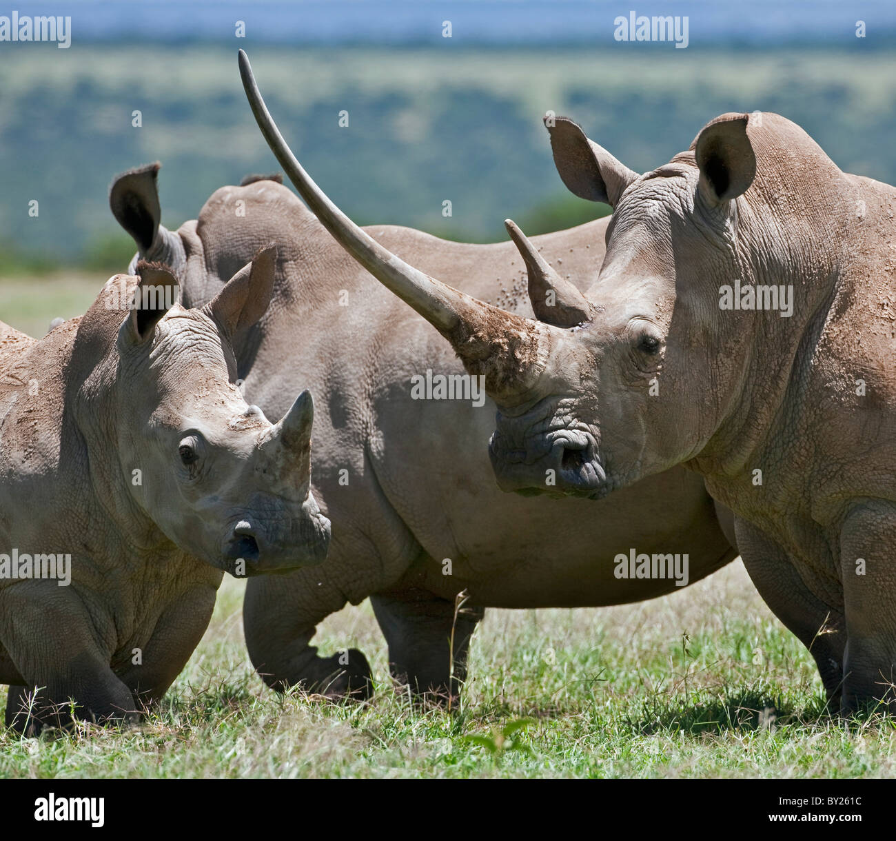 Eine Familie von weiße Rhinos, das Weibchen mit einem massiven Horn. Mweiga, Solio, Kenia Stockfoto