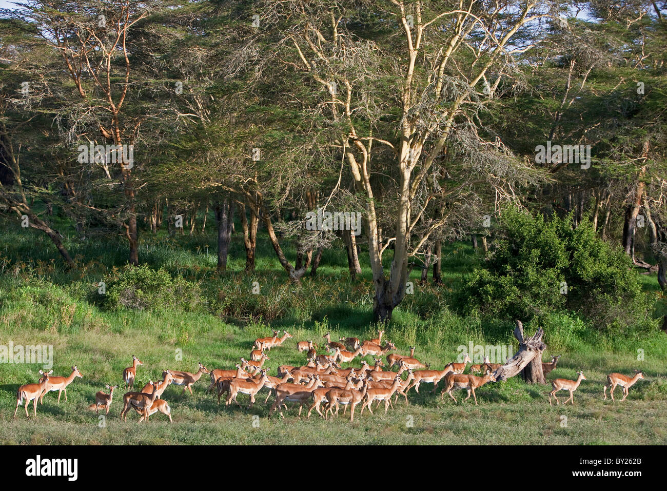Eine Herde von Impala Weiden in der Nähe von massiven gelben bellte Fieber Bäume, einen großen Akazie, die in feuchten Boden wächst. Mweiga, Solio, Stockfoto