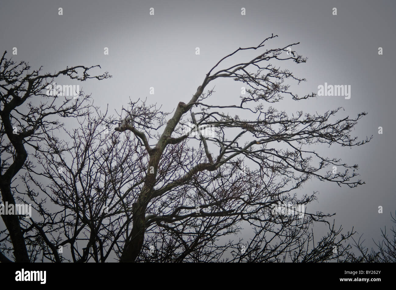 Wind fegte Baum im Nebel und Grau Himmel Stockfoto