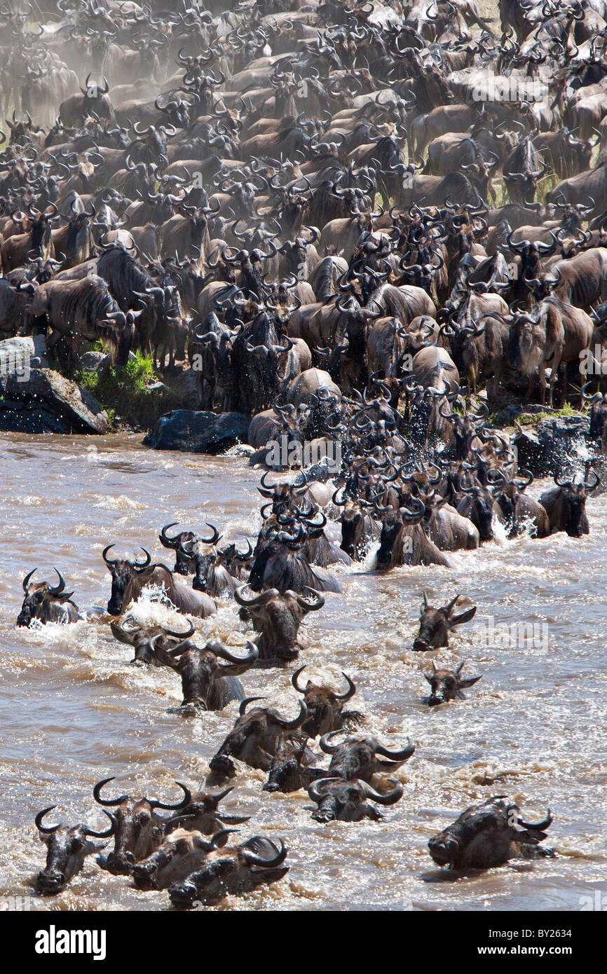 Gnus Massierung um den Mara River überqueren während ihrer jährlichen Wanderung aus dem Serengeti-Nationalpark im Norden von Tansania Stockfoto